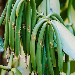 VANILLE VERTE - Oléorésine Aromatique